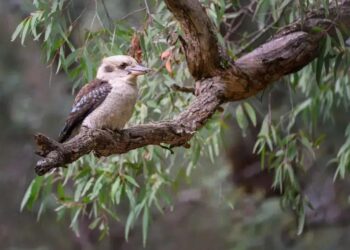 Superação: Como Transformar Desafios em Oportunidades na Sua Vida