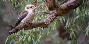 Superação: Como Transformar Desafios em Oportunidades na Sua Vida